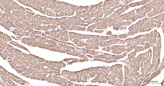 结蛋白抗体-bs-1026R