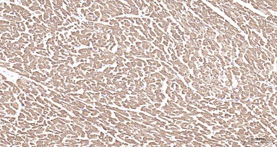 结蛋白抗体-bs-1026R