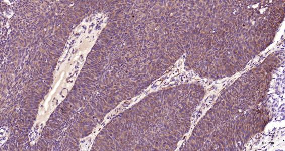 结蛋白抗体-bs-1026R