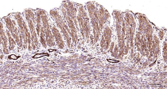 结蛋白抗体-bs-1026R