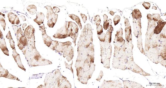 结蛋白抗体-bs-1026R