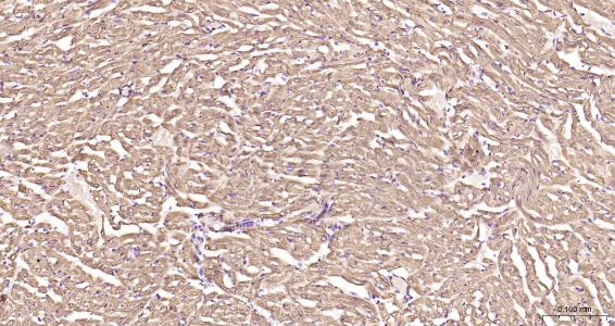 结蛋白抗体-bs-1026R