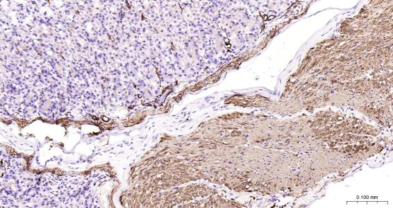 结蛋白抗体-bs-1026R