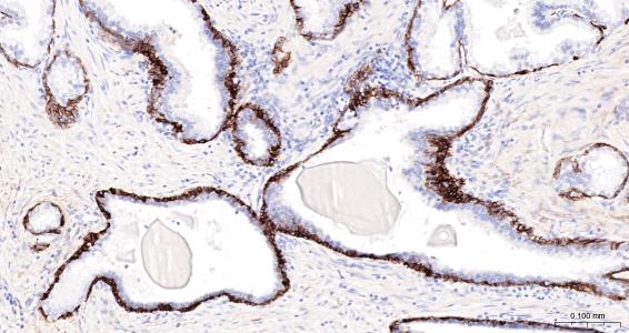 神经生长因子受体单克隆抗体-bsm-43637M