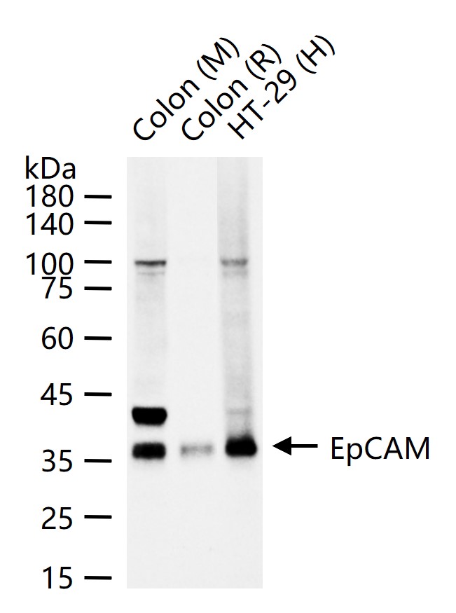 上皮细胞粘附分子（CD326）重组兔单抗