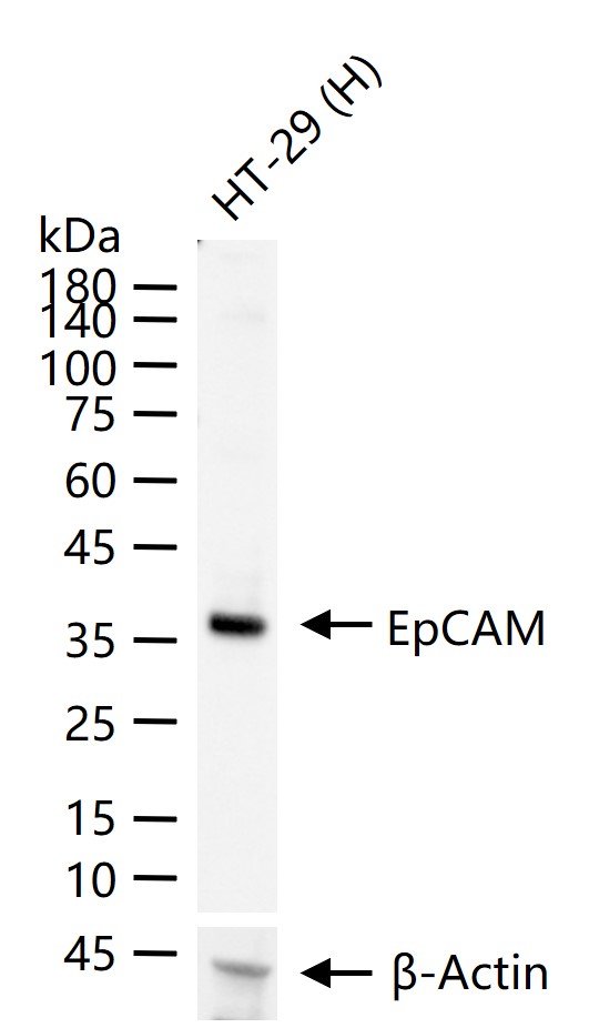 上皮特异性抗原（CD326）重组兔单克隆抗体