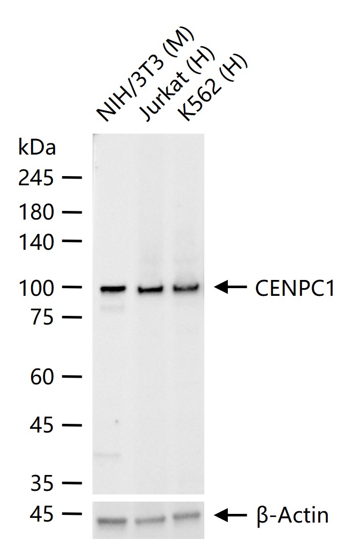 着丝粒蛋白C1重组兔单抗