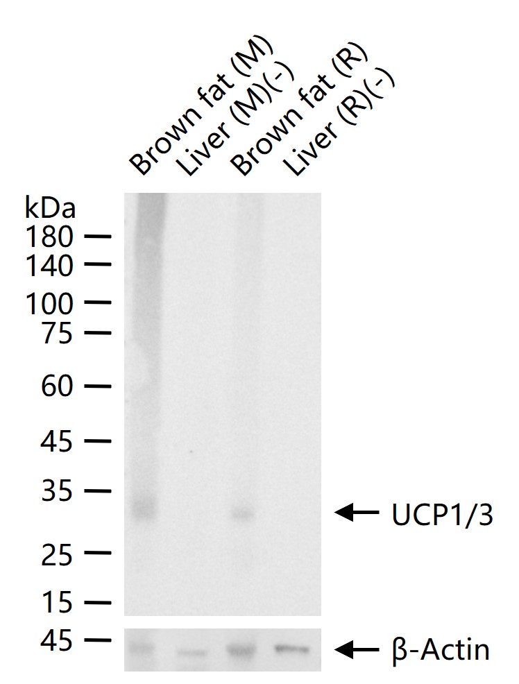 线粒体脱偶连蛋白1/3重组兔单抗
