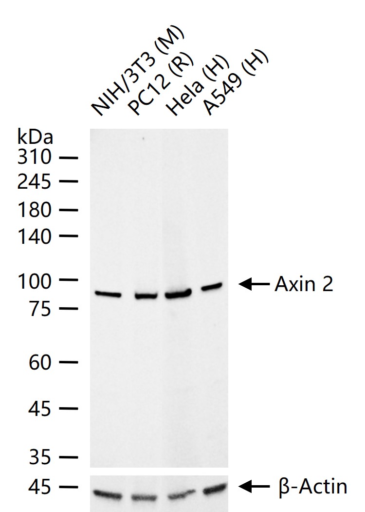 轴抑制蛋白2重组兔单抗