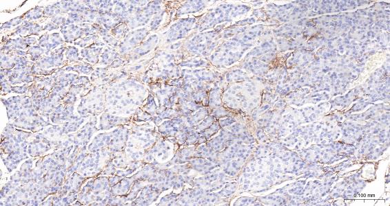 神经生长因子受体单克隆抗体-bsm-43637M