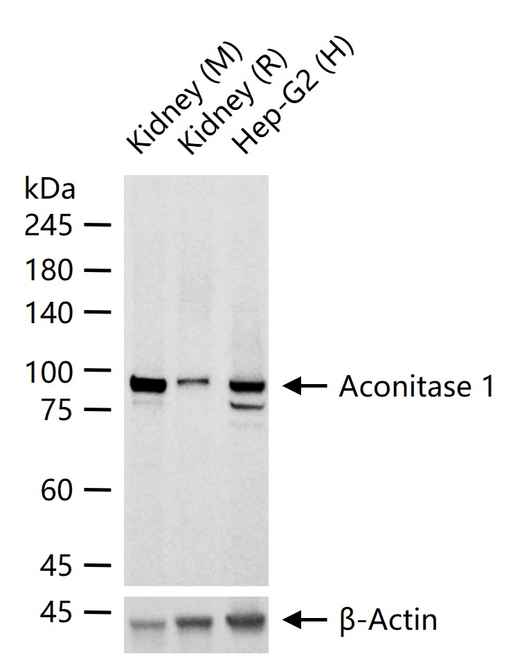 Aconitase 1 Recombinant Rabbit mAb (一抗) | Bioss