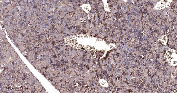 磷酸肌肽3激酶调控亚基4重组兔单抗