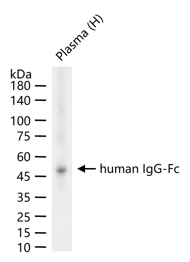 人IgG-Fc段单克隆抗体