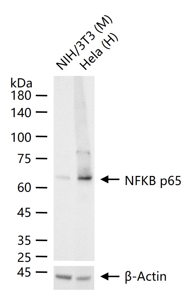 NFKB p65 Rabbit pAb (一抗) - WB,IHC-P,IHC-F,IF,Flow-Cyt,ICC/IF | Bioss