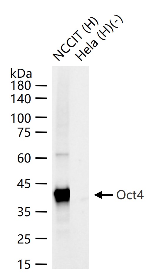 胚胎干细胞关键蛋白重组兔单抗