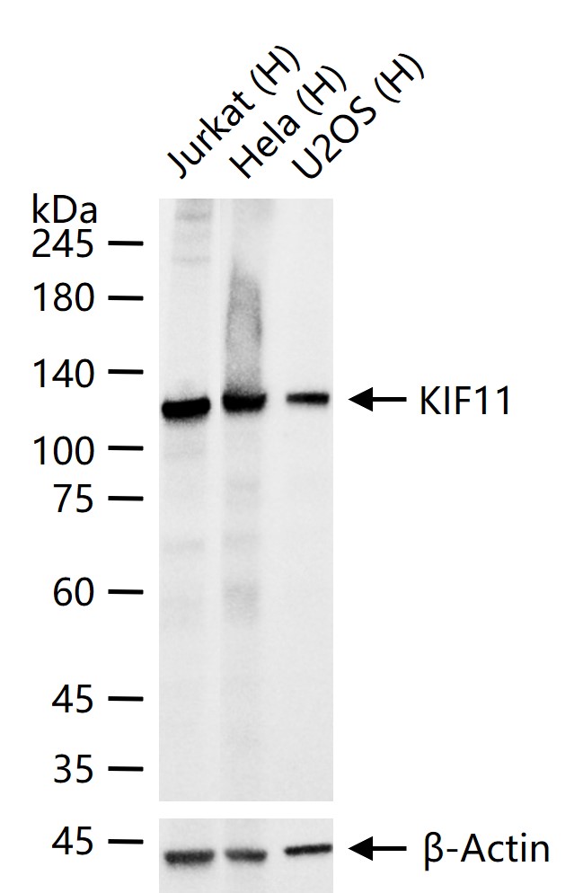 驱动蛋白样蛋白1/甲状腺激素受体相互作用蛋白5重组兔单抗
