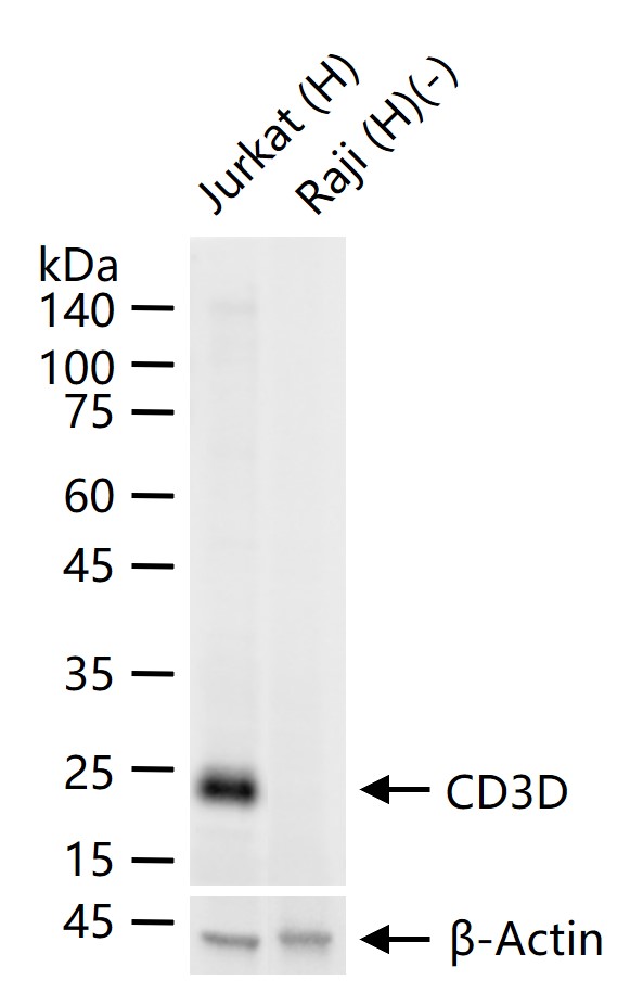 CD3D重组兔单抗