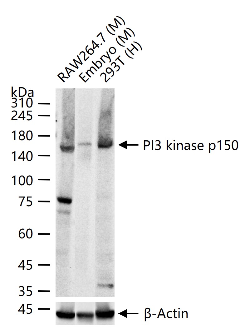 磷酸肌肽3激酶调控亚基4重组兔单抗