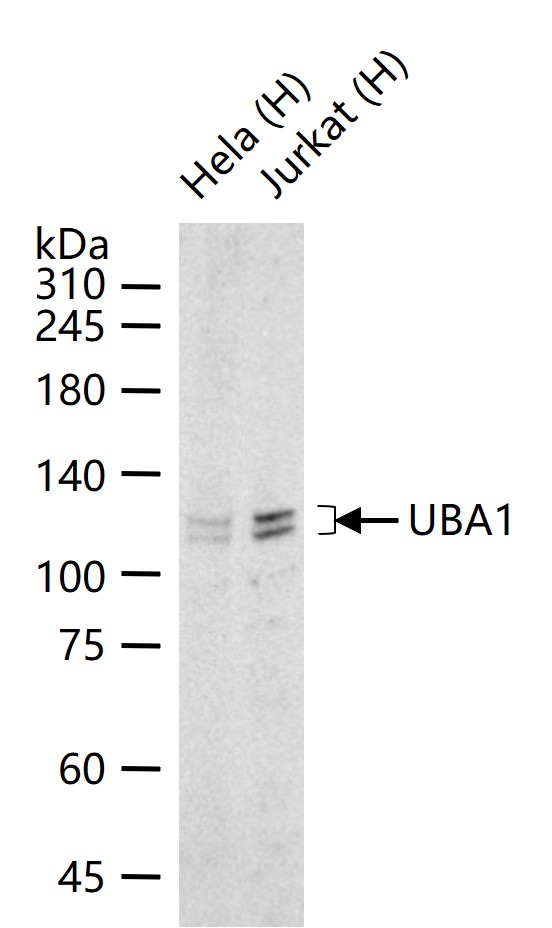 泛素激活酶E1重组兔单抗