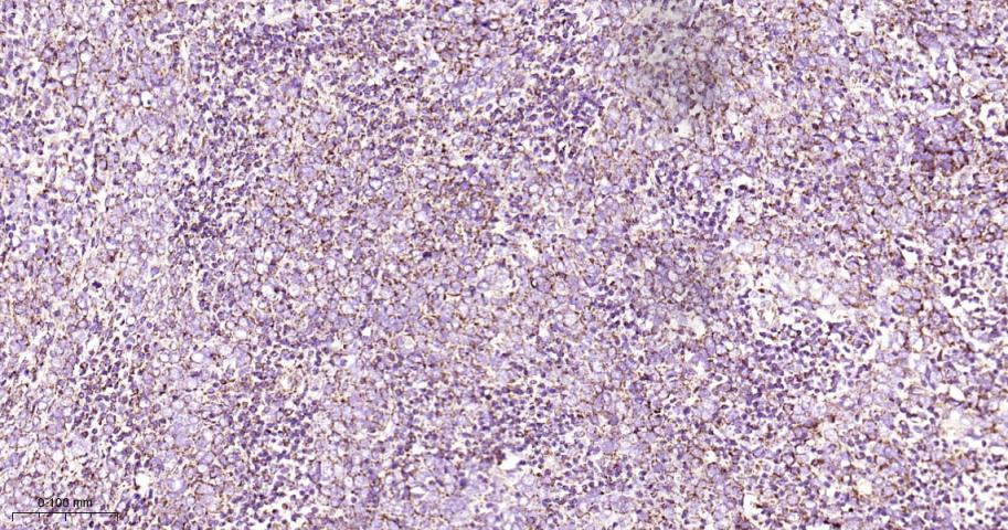 线粒体转录因子1重组兔单抗