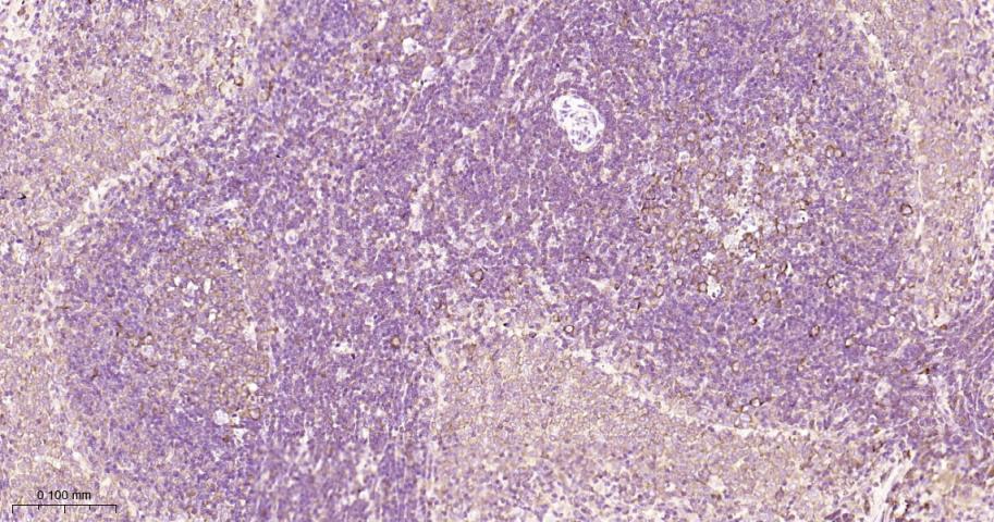 40S核糖体蛋白S20重组兔单抗-bsm-60503R