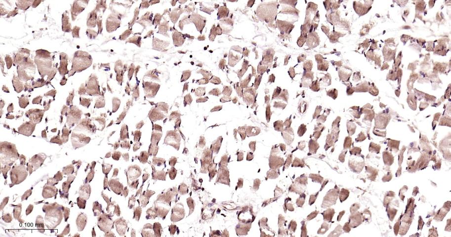 蛋白酶体PSMα2重组兔单抗-bsm-62091R