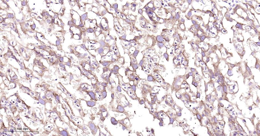 40S核糖体蛋白S20重组兔单抗-bsm-60503R