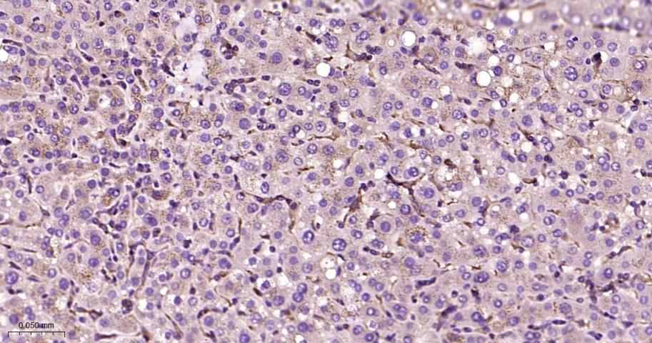 ras基因相关蛋白RAB5C重组兔单抗-bsm-62592R