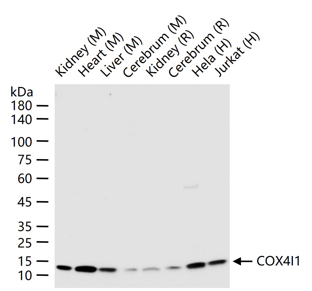细胞色素c氧化酶IV重组兔单抗