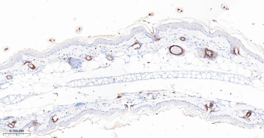 细胞角蛋白17重组兔单抗