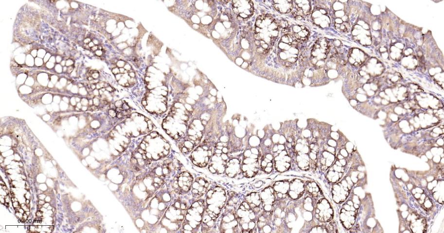 前梯度同源蛋白2重组兔单抗