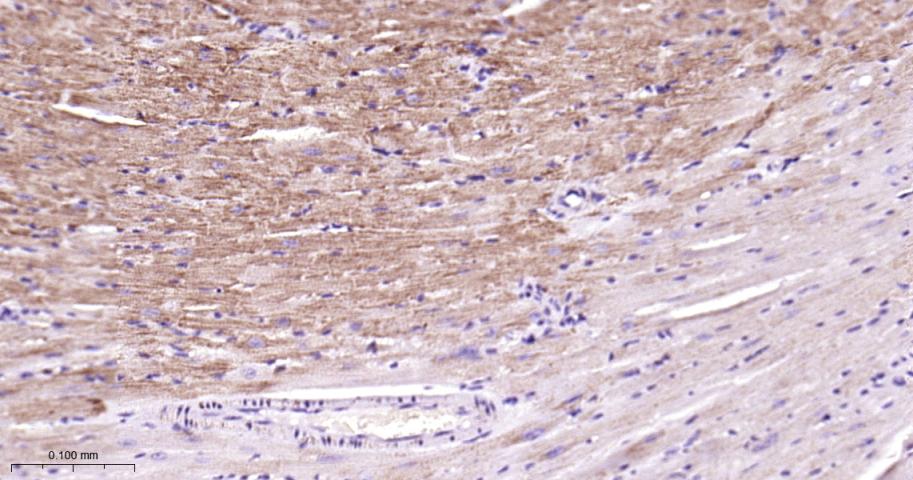 细胞色素c氧化酶IV重组兔单抗