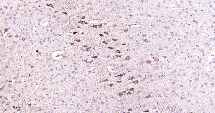 细胞色素c氧化酶IV重组兔单抗