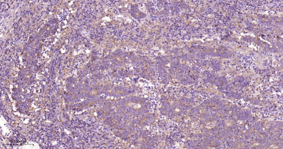 细胞色素c氧化酶IV重组兔单抗