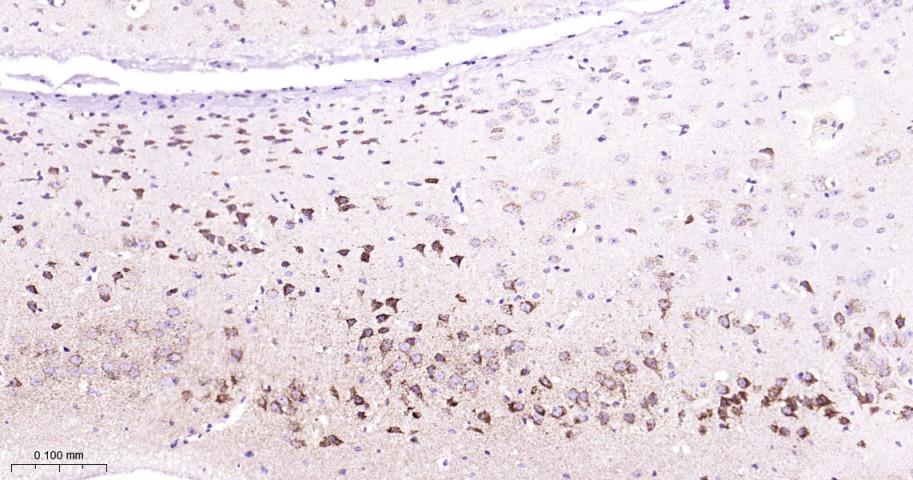 细胞色素c氧化酶IV重组兔单抗