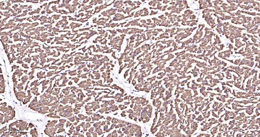 细胞色素c氧化酶IV重组兔单抗