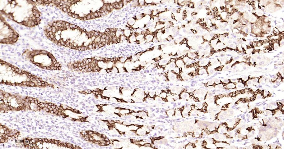 前梯度同源蛋白2重组兔单抗