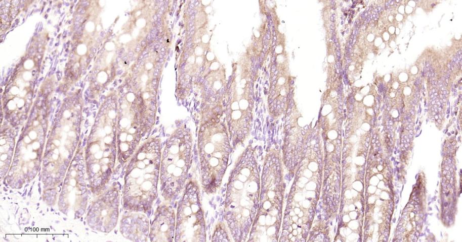 前梯度同源蛋白2重组兔单抗