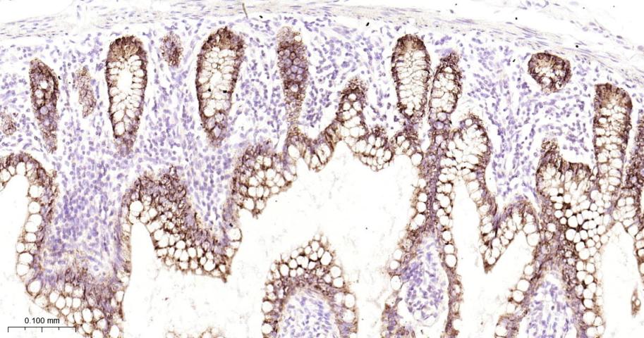 前梯度同源蛋白2重组兔单抗