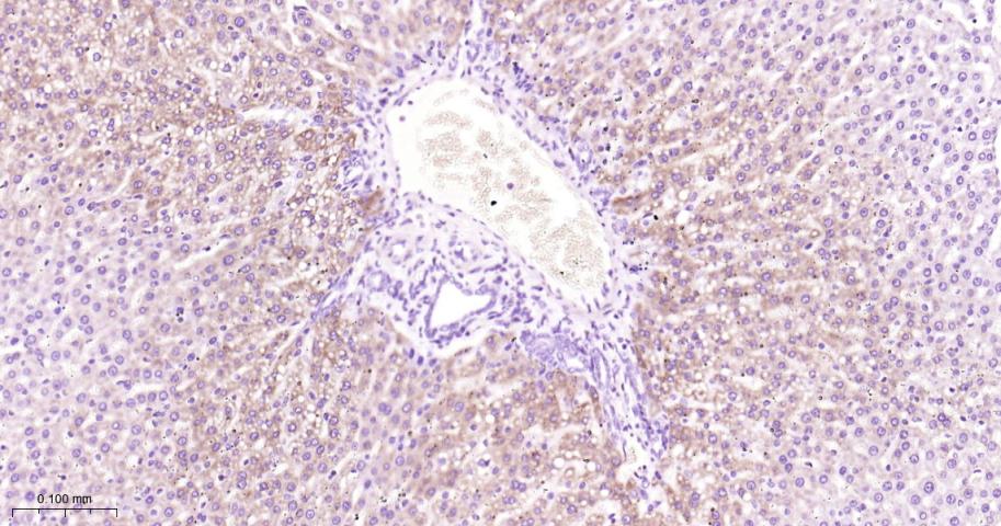 细胞色素c氧化酶IV重组兔单抗