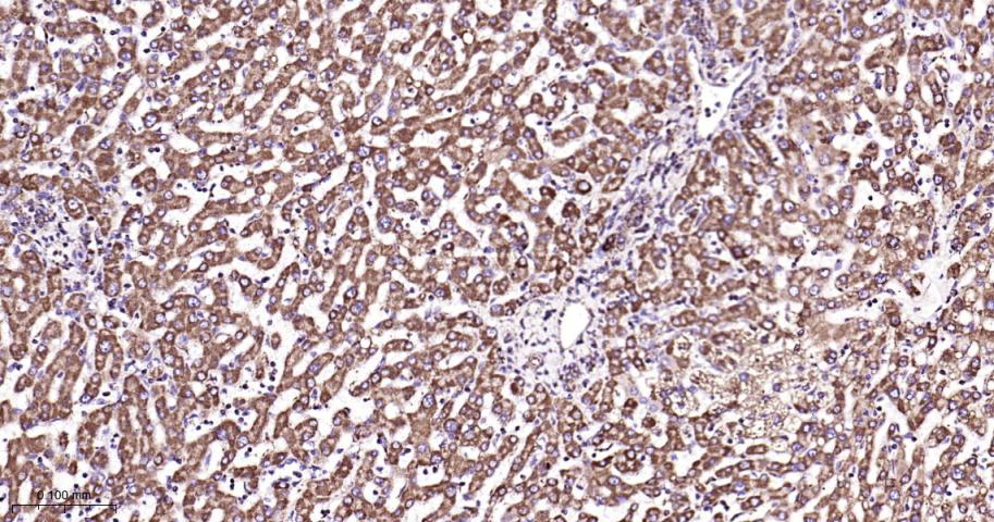 细胞色素c氧化酶IV重组兔单抗