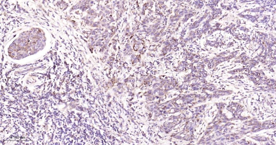 细胞色素c氧化酶IV重组兔单抗