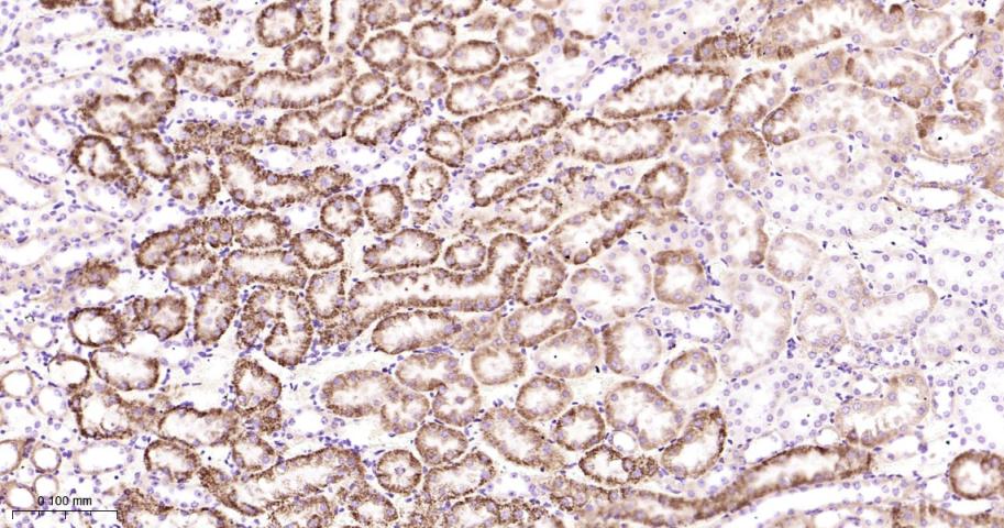 细胞色素c氧化酶IV重组兔单抗