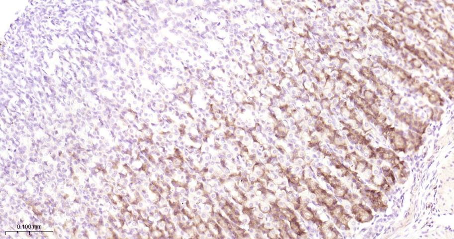 前梯度同源蛋白2重组兔单抗