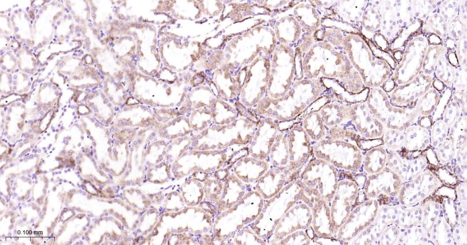 细胞色素c氧化酶IV重组兔单抗