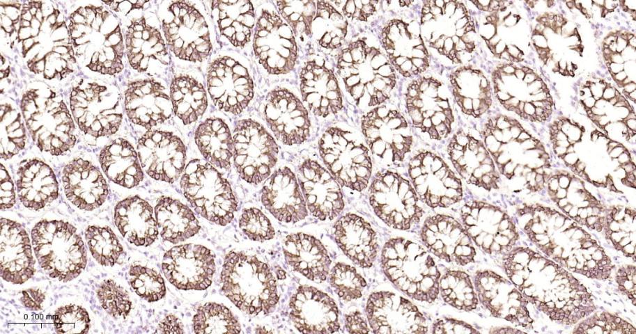 前梯度同源蛋白2重组兔单抗