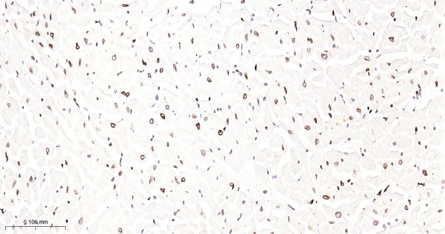 核纤层蛋白B2重组兔单抗