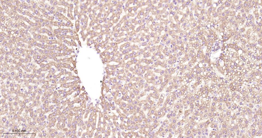 抗增殖蛋白1重组兔单抗-bsm-61208R