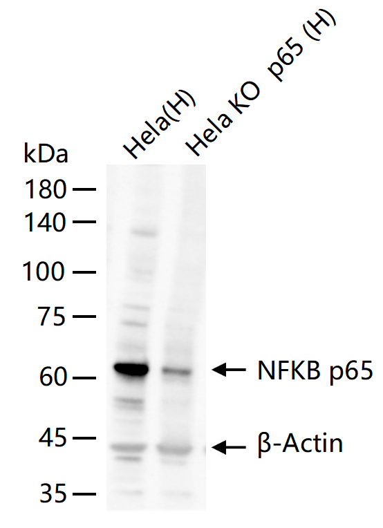 NFKB p65 Knockout Hela Cell Line (Pool) (KO细胞系) | Bioss