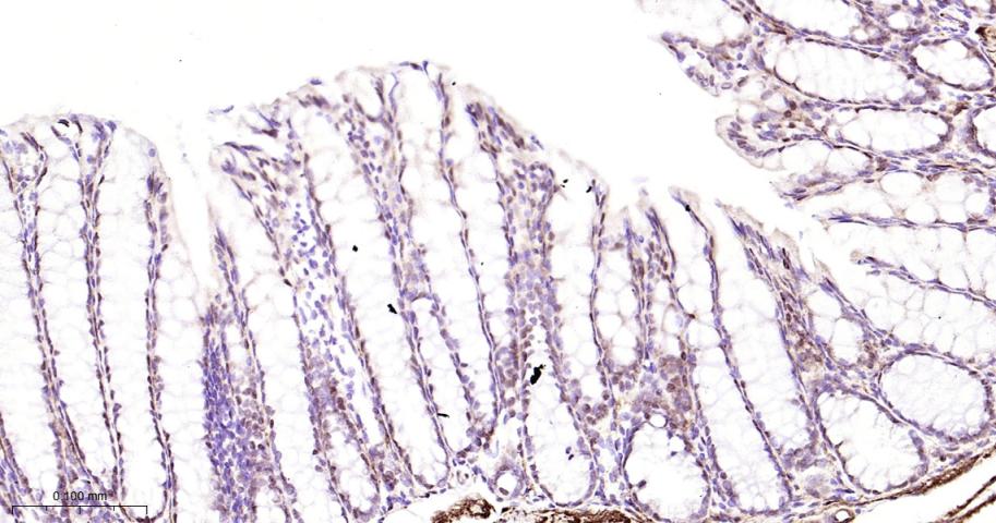 C端结合蛋白1重组兔单抗-bsm-61953R